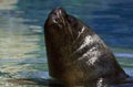 FUR SEAL, PORTRAIT OF MALE Royalty Free Stock Photo