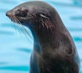 Fur seal portrait on nature Royalty Free Stock Photo