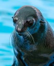 Fur seal portrait on nature Royalty Free Stock Photo