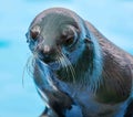 Fur seal portrait on nature Royalty Free Stock Photo
