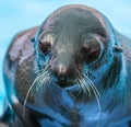 Fur seal portrait on nature Royalty Free Stock Photo