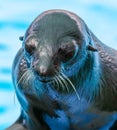 Fur seal portrait on nature Royalty Free Stock Photo