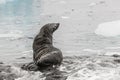 Fur Seal posing like mermaid