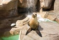 Fur seal posing Royalty Free Stock Photo