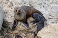 A female fur seal is suckling her pup at the Kaikoura Seal Colony in New Zealand Royalty Free Stock Photo