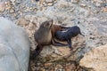 A female fur seal is suckling her pup at the Kaikoura Seal Colony in New Zealand Royalty Free Stock Photo