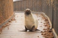 Fur seal puppy on the beach of the Atlantic Ocean. Royalty Free Stock Photo