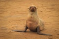 Fur seal puppy is lying on the beach of the Atlantic Ocean Royalty Free Stock Photo