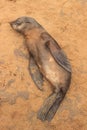 Fur seal puppy is lying on the beach of the Atlantic Ocean Royalty Free Stock Photo