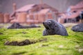 Fur seal puppy Royalty Free Stock Photo