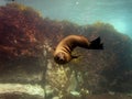 Fur seal puppy Royalty Free Stock Photo