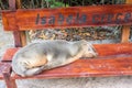Fur seal relaxing on a bench seat, Galapagos islands