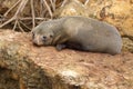 Fur Seal Resting Royalty Free Stock Photo