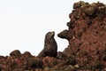 Fur Seal Resting Royalty Free Stock Photo