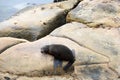 Fur seal - NZ wildlife Royalty Free Stock Photo