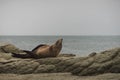 Fur seal on rocky beach Kaikoura