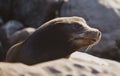 Fur Seal in the sand portrait. Cape fur seals. Wildlife concept with sea lion.