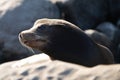 Fur Seal in the sand portrait. Cape fur seals. Wildlife concept with sea lion.