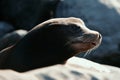 Fur Seal in the sand portrait. Cape fur seals. Wildlife concept with sea lion.