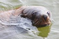 Fur Seal Royalty Free Stock Photo