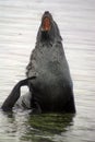 Fur seal in shallow water with its mouth open Royalty Free Stock Photo