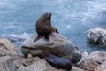 A female fur seal and her pup at the Kaikoura Seal Colony in New Zealand Royalty Free Stock Photo