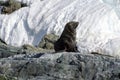 Fur seal sitting on rocks in Antarctica