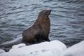 Fur Seal sitting on the rocks washed by ocean, Antarctica Royalty Free Stock Photo