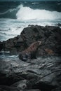 Fur seal sitting on a rocky shoreline, surrounded by lapping waves