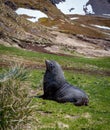 Fur seal soaks up the sun on grassy shore of Grytviken, South Georgia