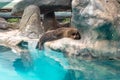 Fur Seal from South American (Arctocephalus australis) Royalty Free Stock Photo