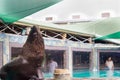 Fur Seal from South American (Arctocephalus australis)