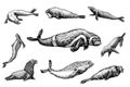 Fur seal, steller sea lion and walrus, ribbon and elephant, earless and harbor seal. Marine creatures, nautical animal