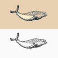 Harbor seal. Marine creatures, nautical animal or pinnipeds. Vintage retro signs. Doodle style. Hand drawn engraved