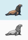 Steller sea lion. Marine creatures, nautical anima. Fur seall or pinnipeds. Vintage retro signs. Doodle style. Hand