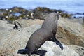 Fur Seal sun bathing Royalty Free Stock Photo