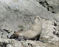 Fur Seal sun bathing Royalty Free Stock Photo