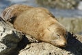 Fur Seal sun bathing Royalty Free Stock Photo