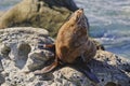 Fur Seal sun bathing Royalty Free Stock Photo