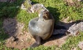 A fur Seal sunning itself on Kangaroo Island South Australia on May 8th 2021