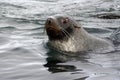 Fur seal swimming in Antarctica Royalty Free Stock Photo