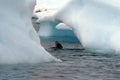 Fur seal swimming between icebergs in Antarctica Royalty Free Stock Photo