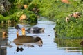 Fur seal swimming in New Zealand Royalty Free Stock Photo