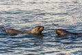 Fur seal swimming together in cold sea waters close to7 Half Moo Royalty Free Stock Photo