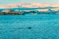Fur seal swims among glaciers in winter in Iceland. Breathtaking natural landscape Royalty Free Stock Photo