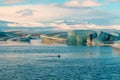 Fur seal swims among glaciers in winter in Iceland. Breathtaking natural landscape Royalty Free Stock Photo