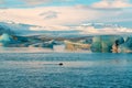 Fur seal swims among glaciers in winter in Iceland. Breathtaking natural landscape Royalty Free Stock Photo