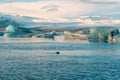 Fur seal swims among glaciers in winter in Iceland. Breathtaking natural landscape Royalty Free Stock Photo