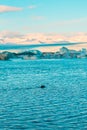 Fur seal swims among glaciers in winter in Iceland. Breathtaking natural landscape Royalty Free Stock Photo