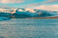 Fur seal swims among glaciers in winter in Iceland. Breathtaking natural landscape Royalty Free Stock Photo